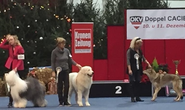 Rubino at the International dogshow in Wels, Austria - December 2016